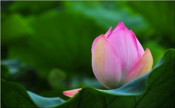 Con vật nào mạnh hơn